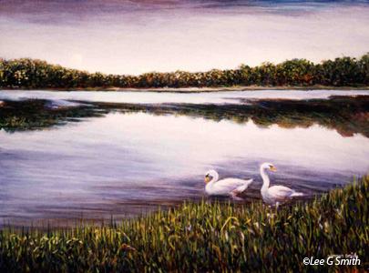 Swans in Moonlight