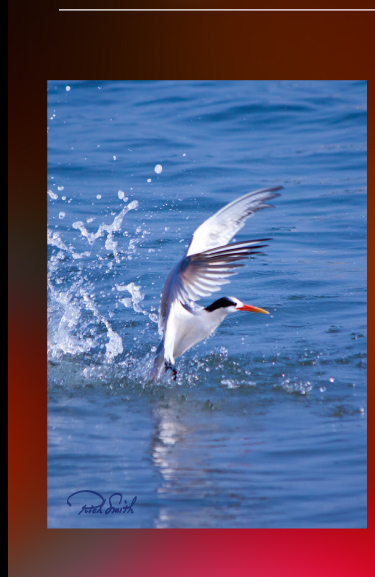 Photo of Royal Tern by Rich Smith. 