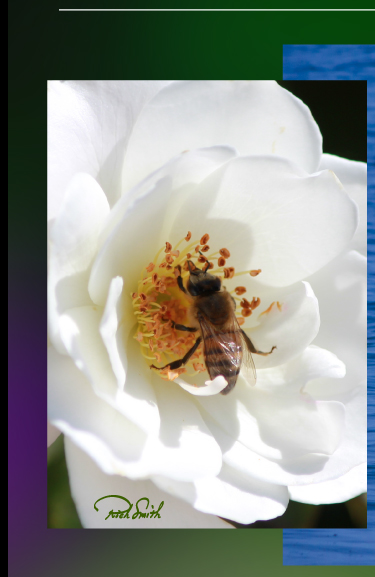 Bee on White Rose Photo by Rich Smith